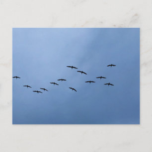 Postal Aves volando en formación en V Fotografía de la na