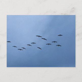 Postal Aves volando en formación en V Fotografía de la na