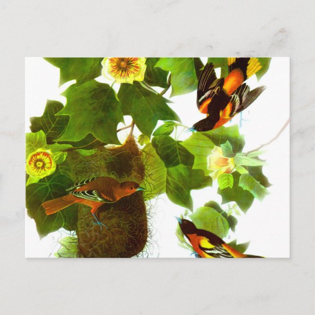 Postal Aves y flores de primavera vintage (Anverso)