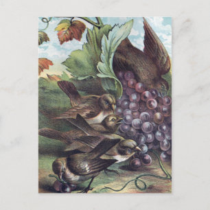 Postal Aves y uvas Ilustracion victoriano