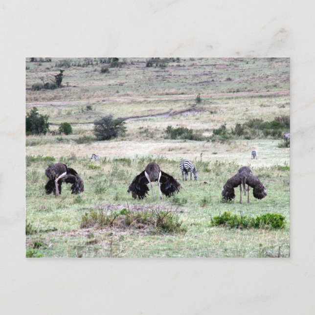 Postal avestruces tres (Anverso)