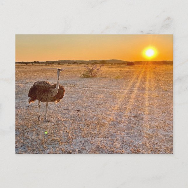 Postal avestruz etosha (Anverso)