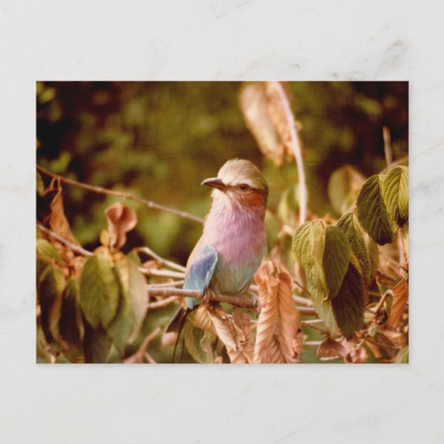 Postal Aviario (Anverso)