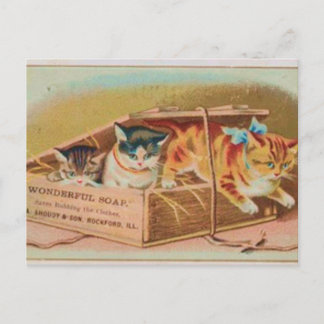 Postal Aviso de jabón para gatitos más exigentes