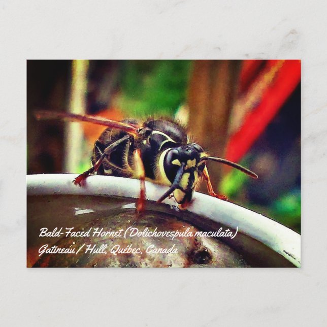 Postal Avispa de Cara Desnuda (Dolichovespula maculata) (Anverso)