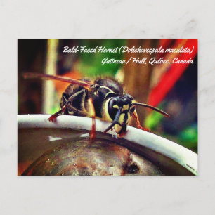 Postal Avispa de Cara Desnuda (Dolichovespula maculata)