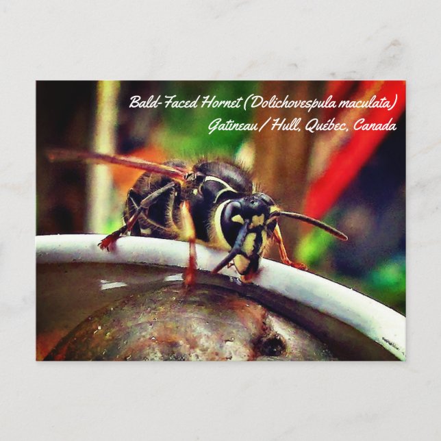 Postal Avispa de Cara Desnuda (Dolichovespula maculata) (Anverso)