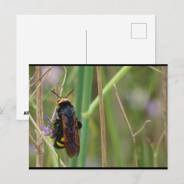 Postal Avispa Mamut en Tallo (Anverso / Reverso)