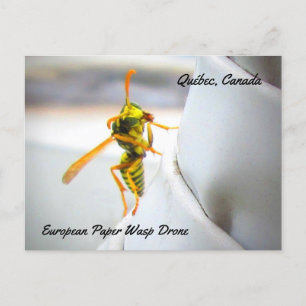Postal Avispa Papelera Europea (Polistes dominula) Zángan