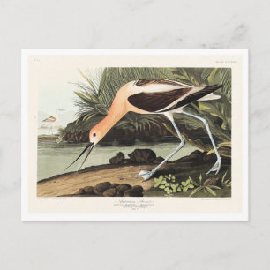 Postal Avoceta americana de Aves de América,