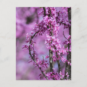 Postal Avondale Redbud Art
