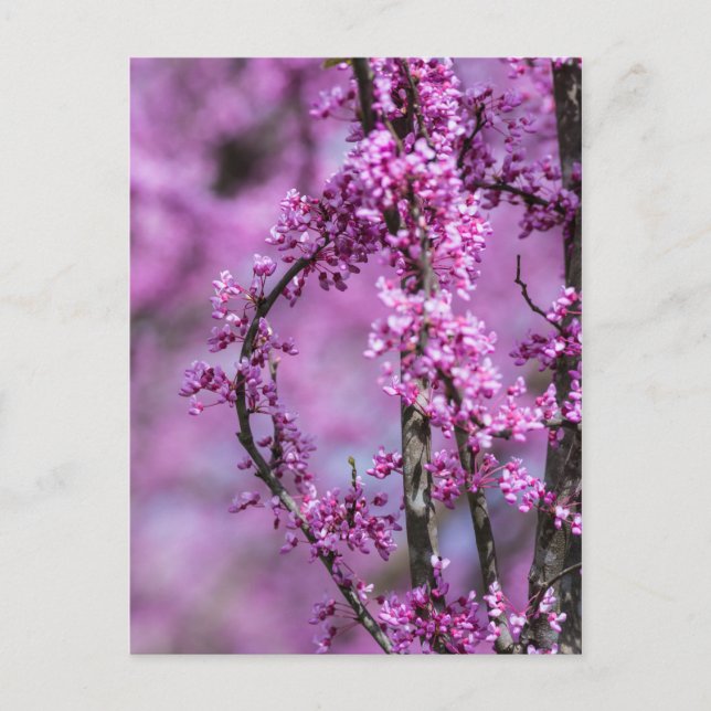 Postal Avondale Redbud Art (Anverso)