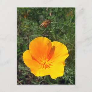 Postal Away Bee Postcard