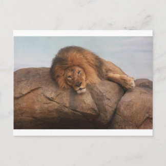 Postal Awwsome Lion