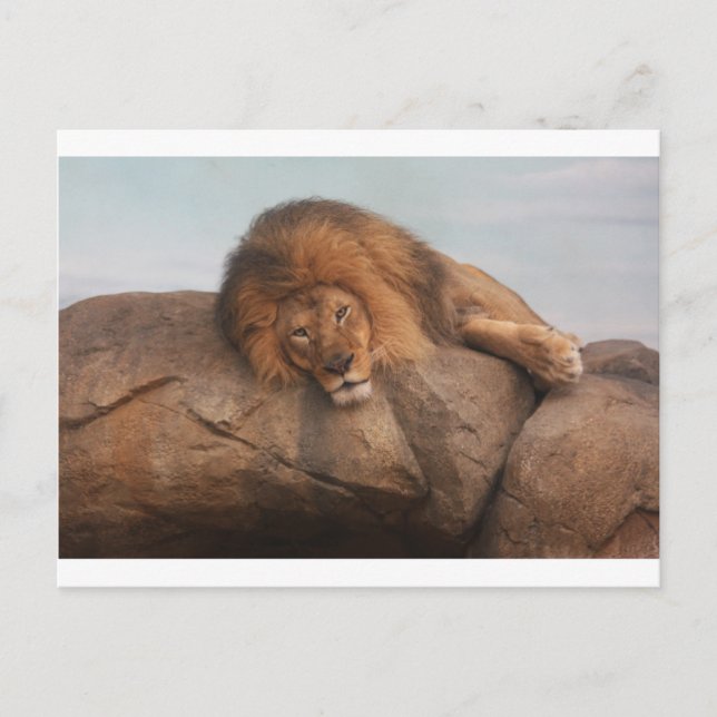 Postal Awwsome Lion (Anverso)