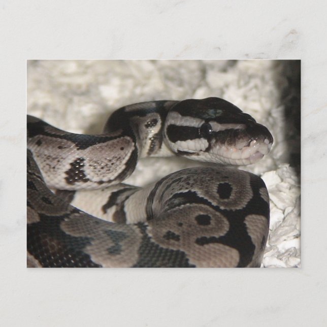 Postal Axanthic Ball Python PostCard (Anverso)