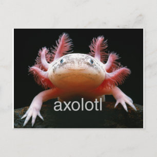 Postal Axolotl Axolotl Axolotl Axolotl