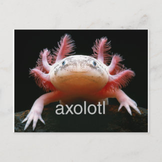 Postal Axolotl Axolotl Axolotl Axolotl