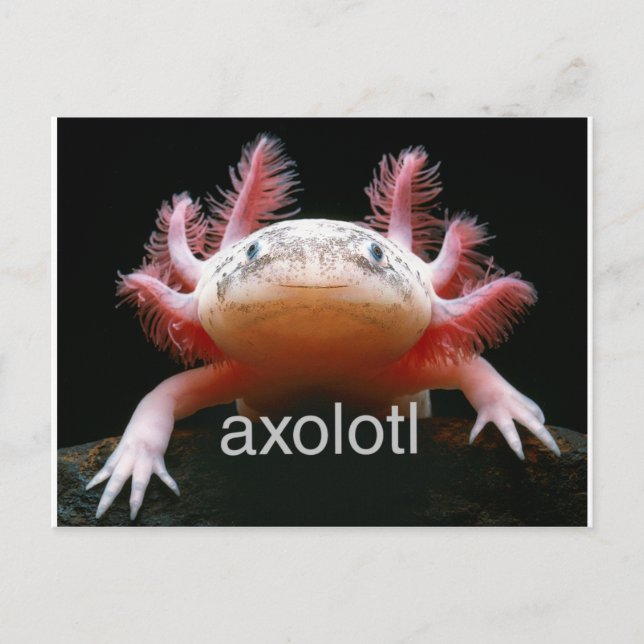 Postal Axolotl Axolotl Axolotl Axolotl (Anverso)