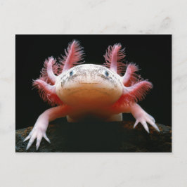 Postal Axolotl Axolotl.png