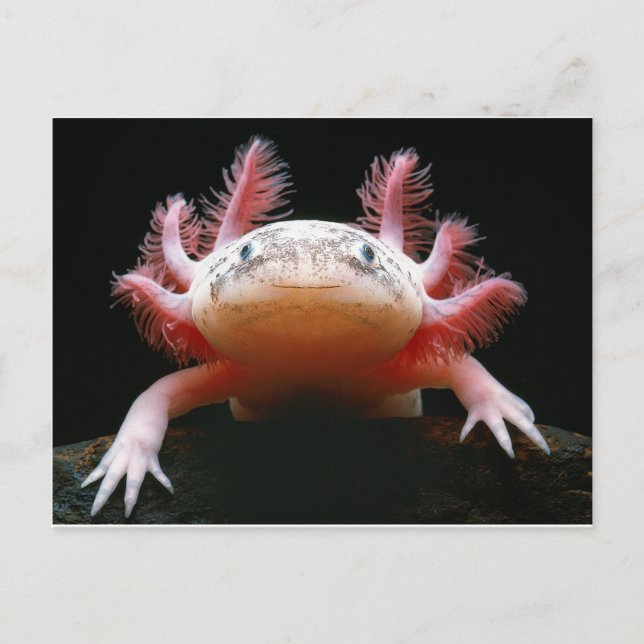 Postal Axolotl Axolotl.png (Anverso)