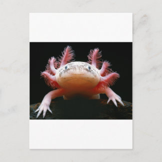 Postal Axolotl Axolotl.png