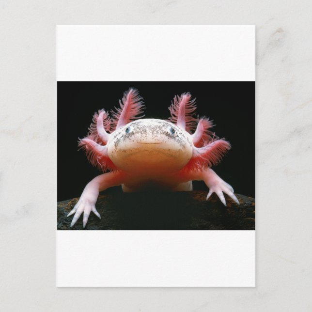 Postal Axolotl Axolotl.png (Anverso)