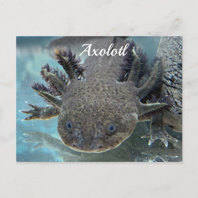 Postal axolotl cutto (Anverso)