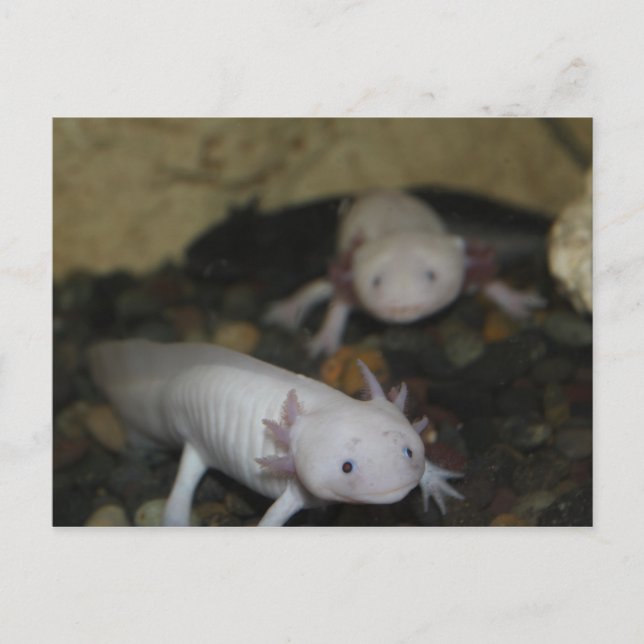 Postal Axolotl nº 2 (Anverso)