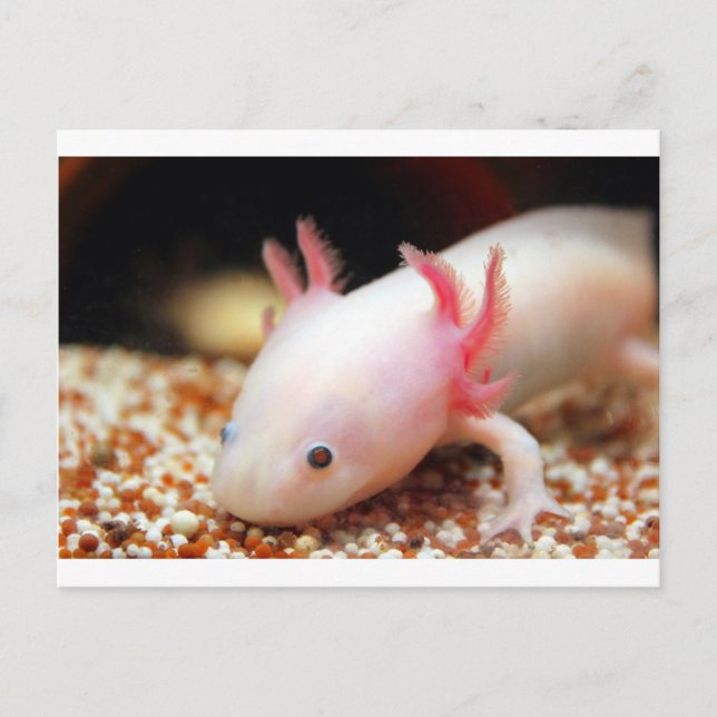 Postal Axolotl Weißling (Anverso)