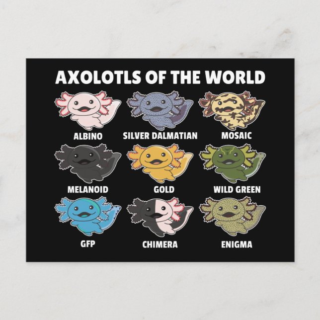 Postal Axolotls De World Sweet Animals Axolotl Post (Anverso)