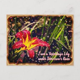 Postal Ayer Lily en Mañana Lluvia