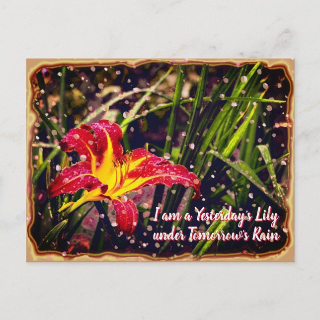 Postal Ayer Lily en Mañana Lluvia (Anverso)