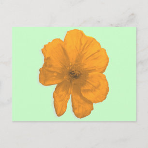 Postal Ayuda naranja/ Flor PopArt