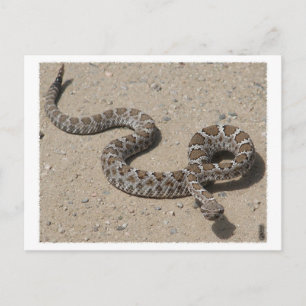 Postal AZ Black Rattlesnake (No haga clic si se presiona)