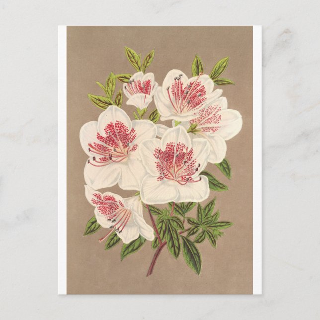 Postal Azalea (indica) Reine des Pays-Bas de Lemaire (Anverso)