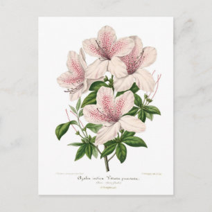 Postal Azalea indica - vittata punctata