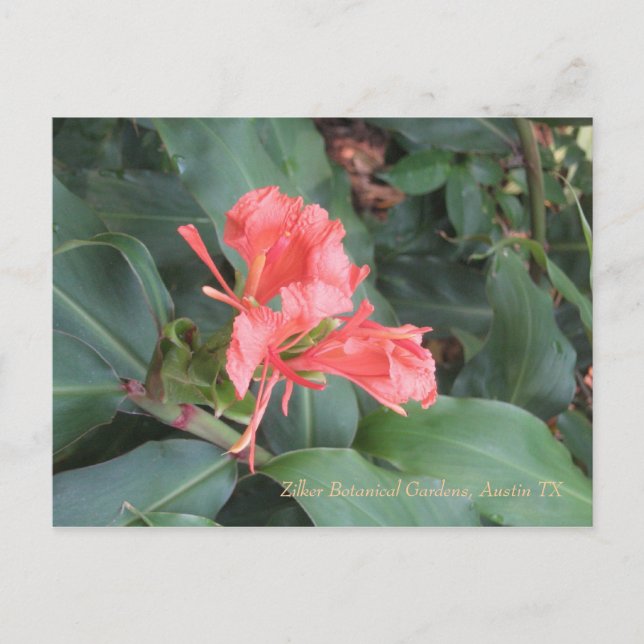 Postal Azalea, Jardín Botánico de Zilker, Austin TX (Anverso)