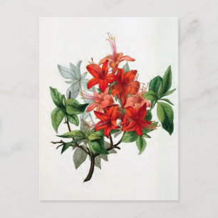 Postal "Azalea Nudiflora" Ilustracion de flores de época