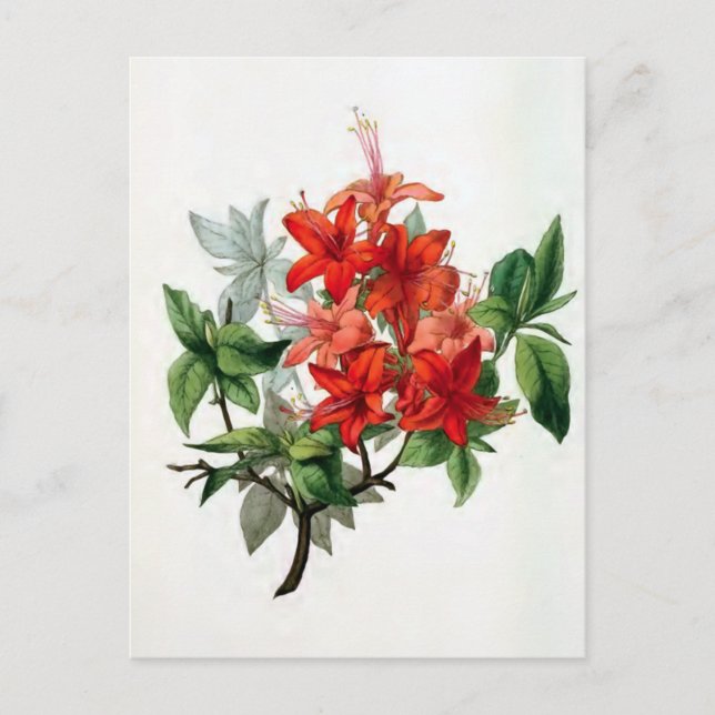 Postal "Azalea Nudiflora" Ilustracion de flores de época (Anverso)