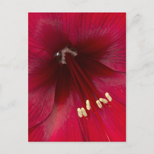 Postal Azalea Roja Primer Plano (Anverso)