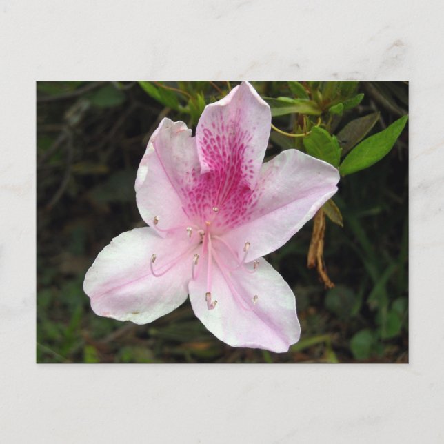 Postal Azalea rosa y blanca (Anverso)