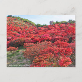 Postal Azalea Scenery [Postal]