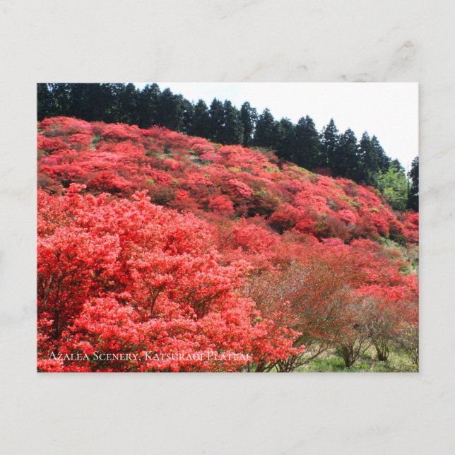 Postal Azalea Scenery:Postcard (Anverso)