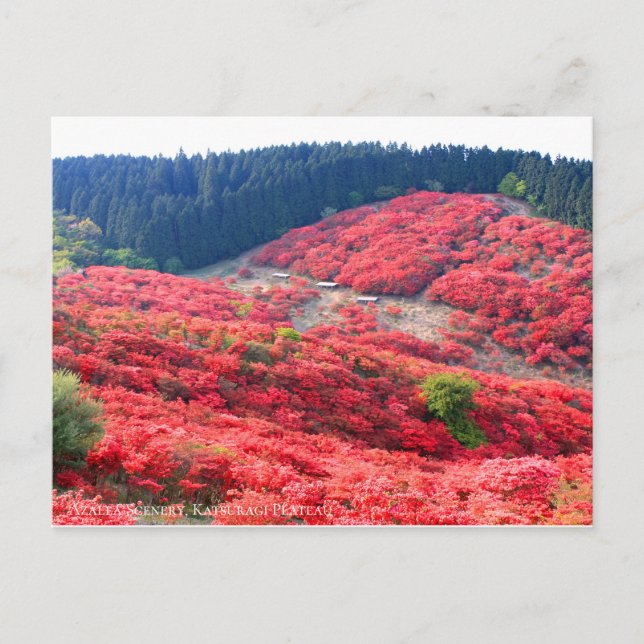 Postal Azalea Scenery:Postcard (Anverso)