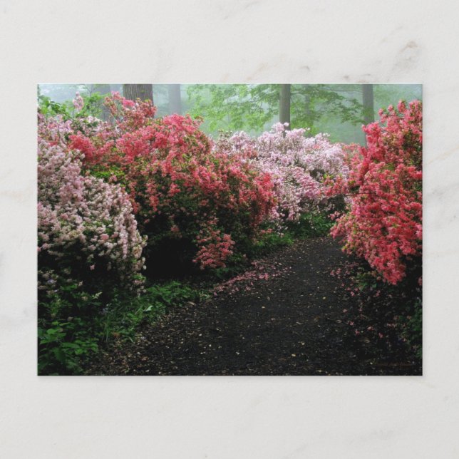 Postal Azalea Walkway (Anverso)