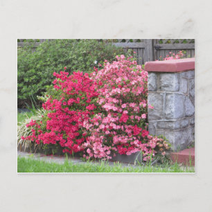 Postal Azalea Wall