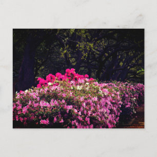 Postal Azaleas