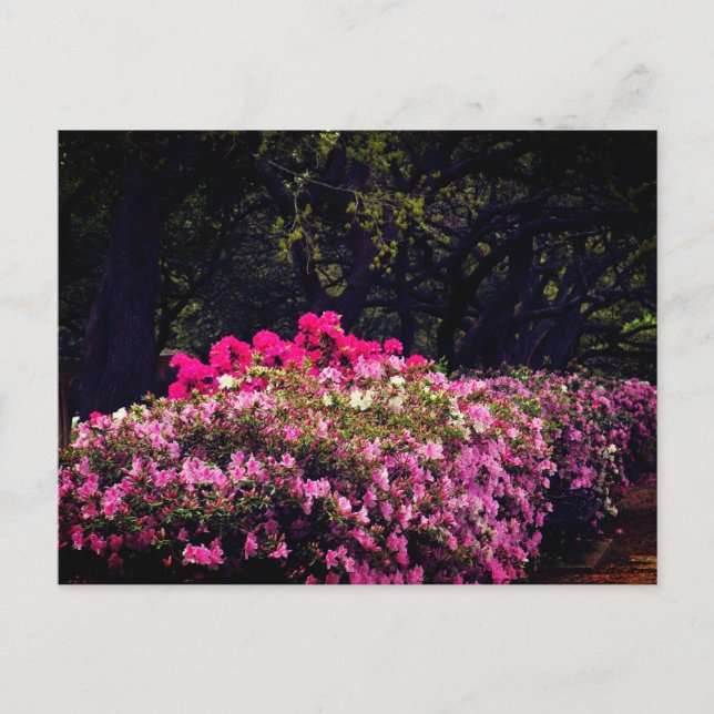 Postal Azaleas (Anverso)