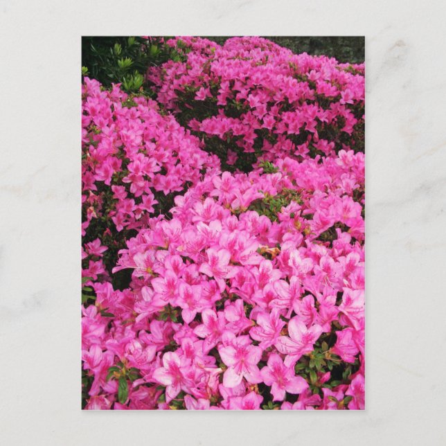 Postal Azaleas (Anverso)